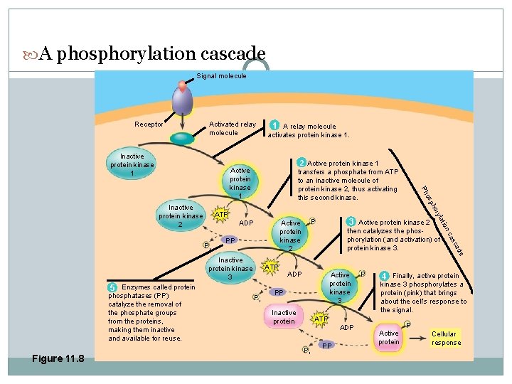  A phosphorylation cascade Signal molecule Receptor Activated relay molecule Inactive protein kinase 1