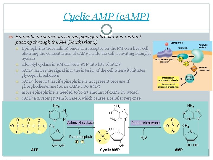 Cyclic AMP (c. AMP) Epinephrine somehow causes glycogen breakdown without passing through the PM