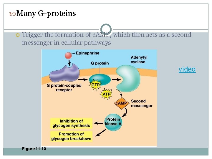  Many G-proteins Trigger the formation of c. AMP, which then acts as a