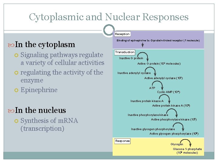 Cytoplasmic and Nuclear Responses Reception In the cytoplasm Signaling pathways regulate a variety of