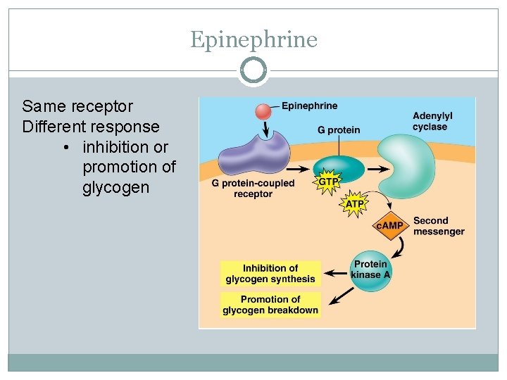 Epinephrine Same receptor Different response • inhibition or promotion of glycogen 