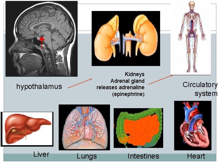 hypothalamus Liver Kidneys Adrenal gland releases adrenaline (epinephrine) Lungs Intestines Circulatory system Heart 