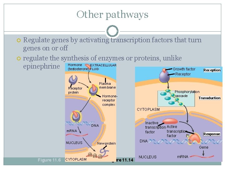 Other pathways Regulate genes by activating transcription factors that turn genes on or off
