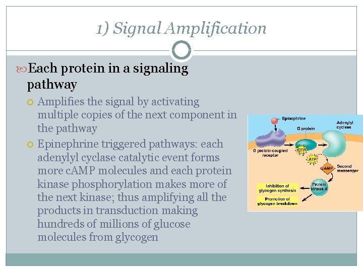 1) Signal Amplification Each protein in a signaling pathway Amplifies the signal by activating
