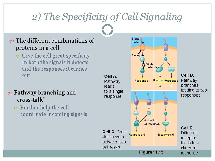 2) The Specificity of Cell Signaling Signal molecule The different combinations of proteins in