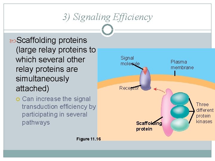 3) Signaling Efficiency Scaffolding proteins (large relay proteins to which several other relay proteins
