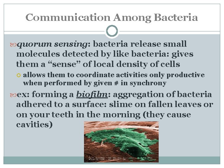 Communication Among Bacteria quorum sensing: bacteria release small molecules detected by like bacteria: gives