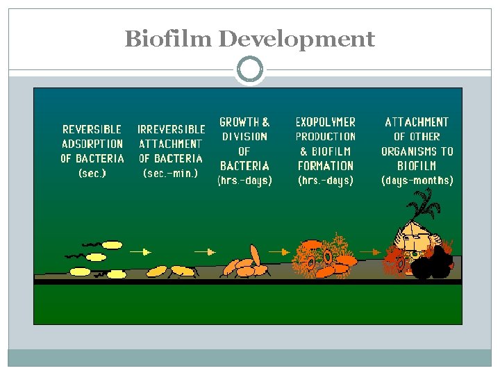 Biofilm Development 