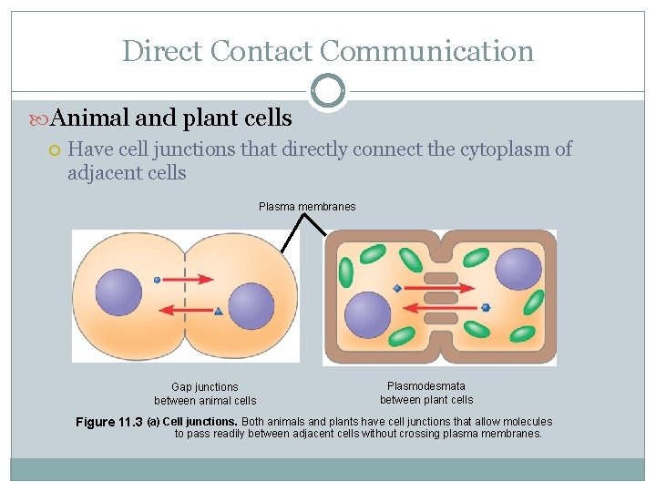 Direct Contact Communication Animal and plant cells Have cell junctions that directly connect the