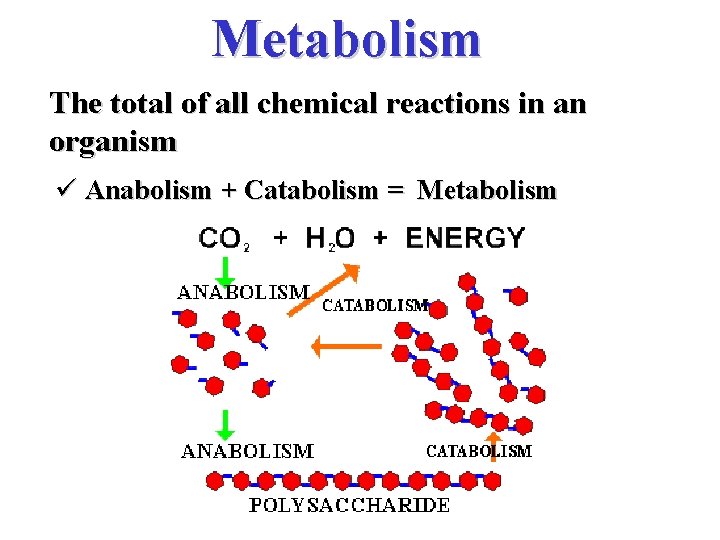 Metabolism The total of all chemical reactions in an organism ü Anabolism + Catabolism