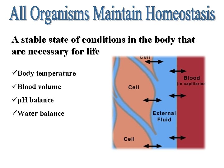 A stable state of conditions in the body that are necessary for life üBody
