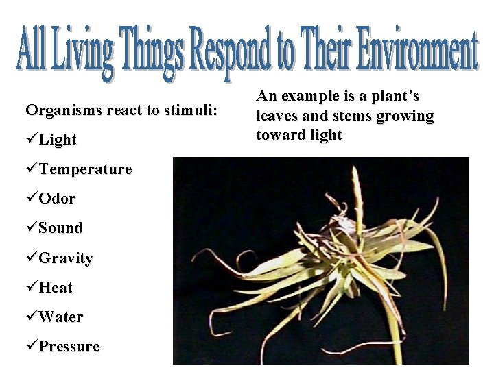 Organisms react to stimuli: üLight üTemperature üOdor üSound üGravity üHeat üWater üPressure An example