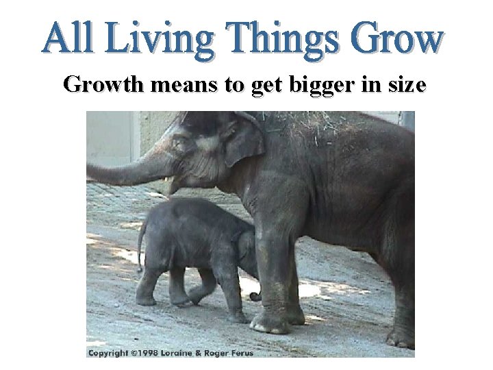 Growth means to get bigger in size 