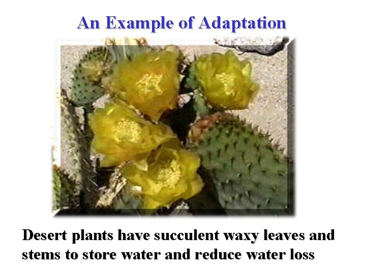 An Example of Adaptation Desert plants have succulent waxy leaves and stems to store