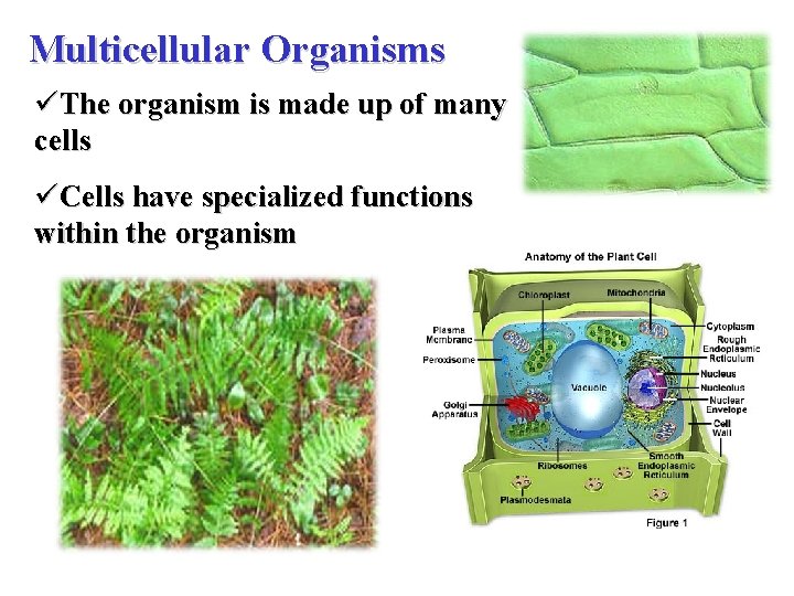 Multicellular Organisms üThe organism is made up of many cells üCells have specialized functions