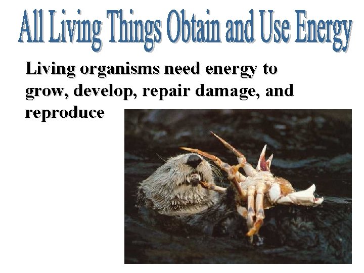 Living organisms need energy to grow, develop, repair damage, and reproduce 