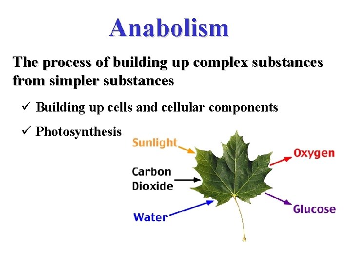 Anabolism The process of building up complex substances from simpler substances ü Building up