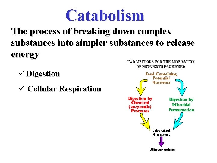 Catabolism The process of breaking down complex substances into simpler substances to release energy