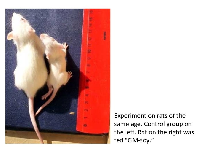 Experiment on rats of the same age. Control group on the left. Rat on