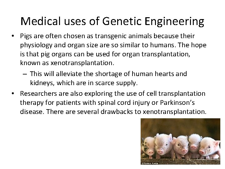 Medical uses of Genetic Engineering • Pigs are often chosen as transgenic animals because