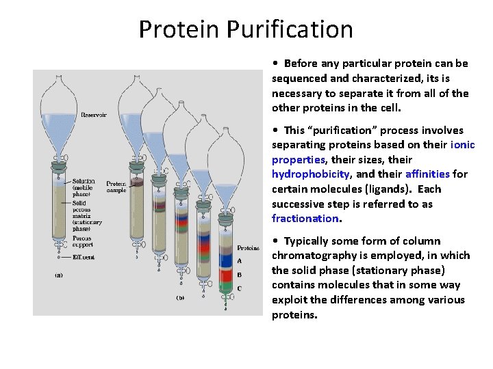 Protein Purification • Before any particular protein can be sequenced and characterized, its is