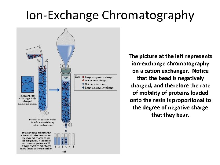 Ion-Exchange Chromatography The picture at the left represents ion-exchange chromatography on a cation exchanger.