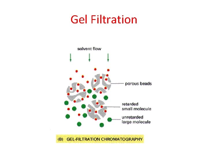 Gel Filtration 