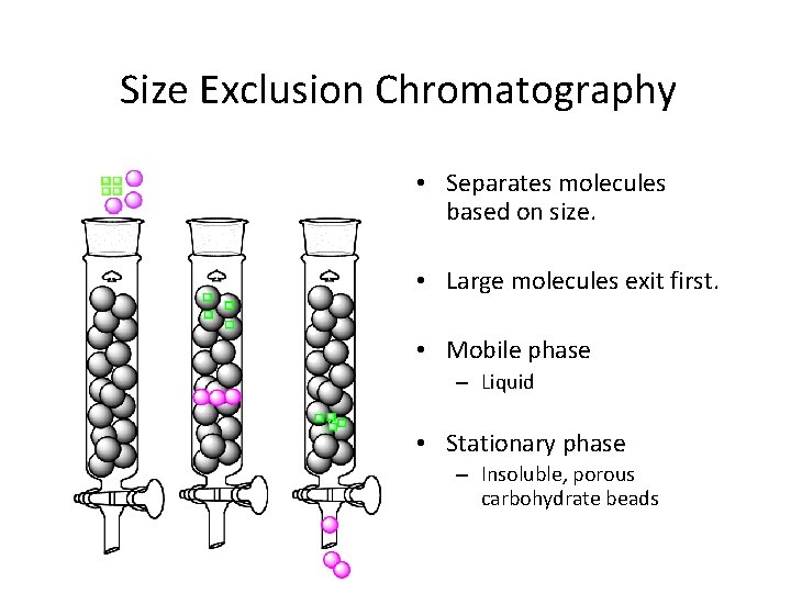 Size Exclusion Chromatography • Separates molecules based on size. • Large molecules exit first.