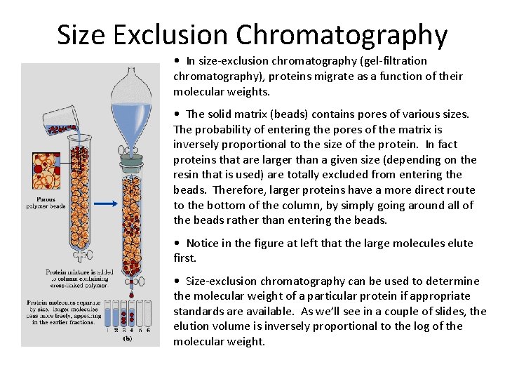 Size Exclusion Chromatography • In size-exclusion chromatography (gel-filtration chromatography), proteins migrate as a function