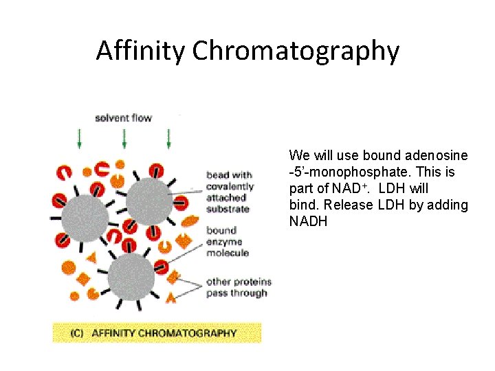 Affinity Chromatography We will use bound adenosine -5’-monophosphate. This is part of NAD+. LDH