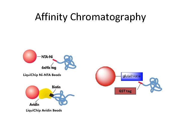Affinity Chromatography GST tag 