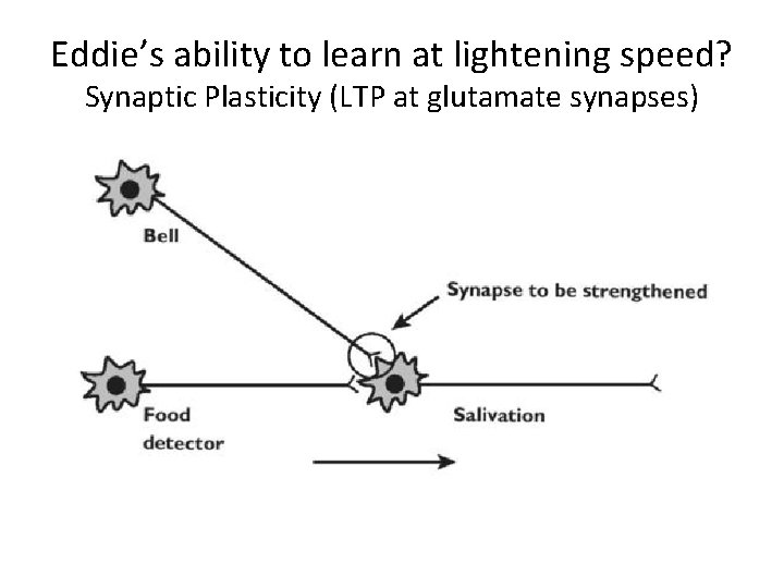 Eddie’s ability to learn at lightening speed? Synaptic Plasticity (LTP at glutamate synapses) 