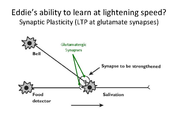 Eddie’s ability to learn at lightening speed? Synaptic Plasticity (LTP at glutamate synapses) Glutamatergic