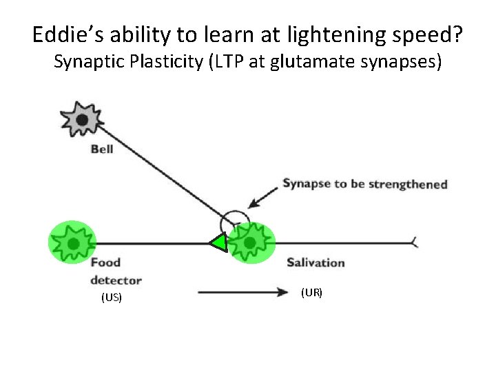 Eddie’s ability to learn at lightening speed? Synaptic Plasticity (LTP at glutamate synapses) (US)