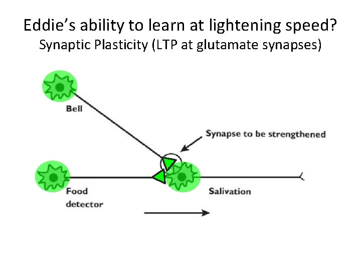 Eddie’s ability to learn at lightening speed? Synaptic Plasticity (LTP at glutamate synapses) 