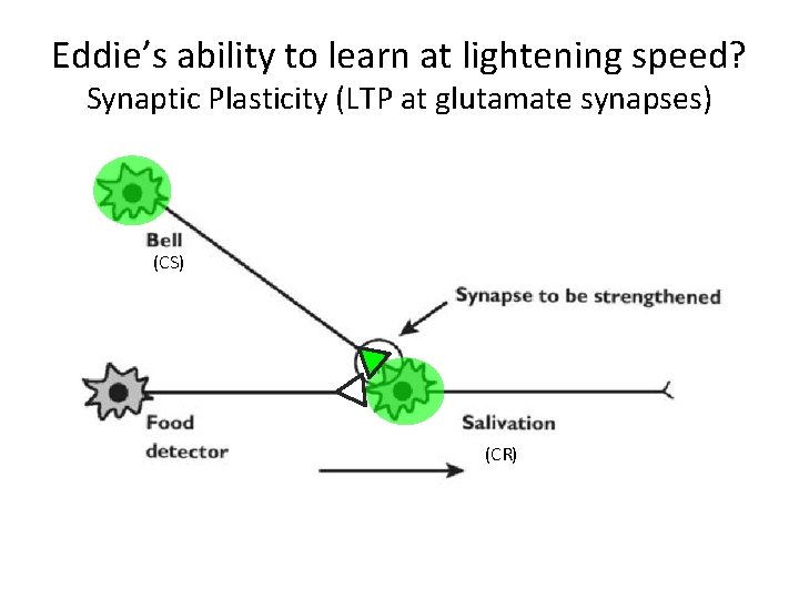 Eddie’s ability to learn at lightening speed? Synaptic Plasticity (LTP at glutamate synapses) (CS)