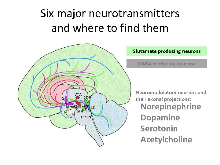 Six major neurotransmitters and where to find them Glutamate producing neurons GABA producing neurons