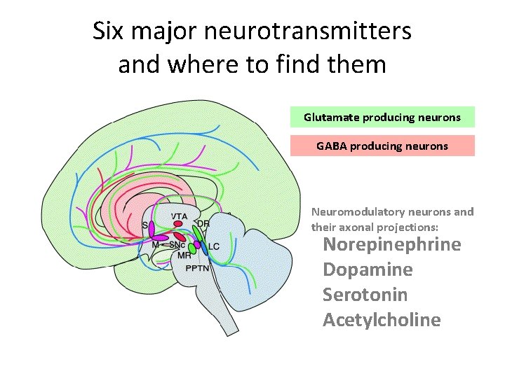 Six major neurotransmitters and where to find them Glutamate producing neurons GABA producing neurons