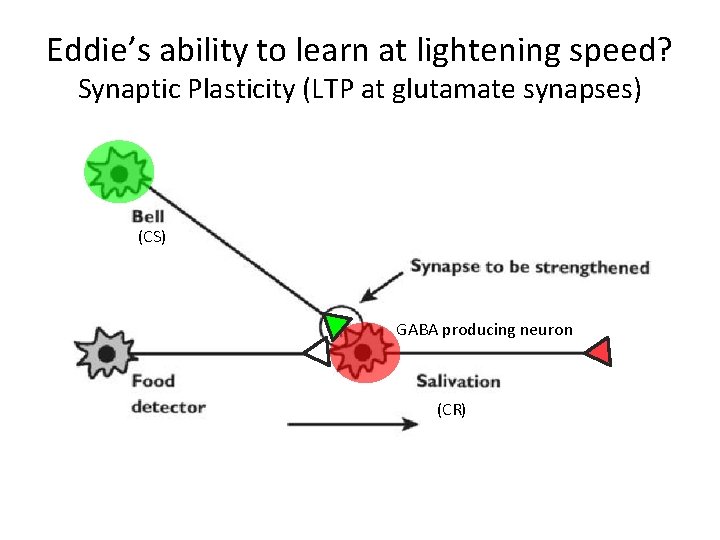 Eddie’s ability to learn at lightening speed? Synaptic Plasticity (LTP at glutamate synapses) (CS)