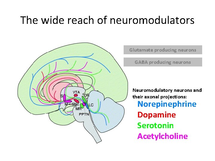 The wide reach of neuromodulators Glutamate producing neurons GABA producing neurons Neuromodulatory neurons and