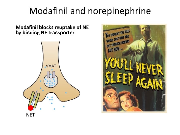 Modafinil and norepinephrine Modafinil blocks reuptake of NE by binding NE transporter NET 