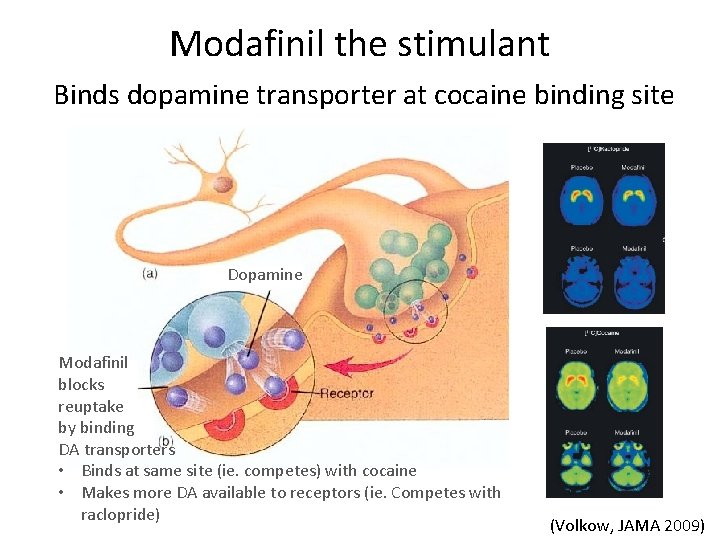 Modafinil the stimulant Binds dopamine transporter at cocaine binding site Dopamine Modafinil blocks reuptake