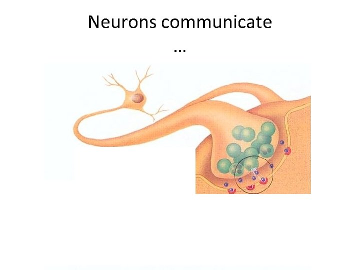 Neurons communicate … Neurotransmitter 