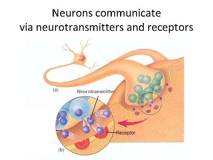 Neurons communicate via neurotransmitters and receptors Neurotransmitter 
