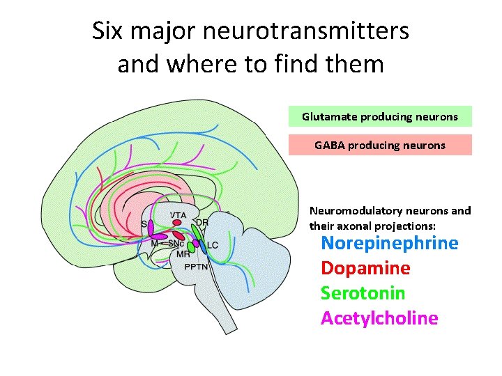Six major neurotransmitters and where to find them Glutamate producing neurons GABA producing neurons