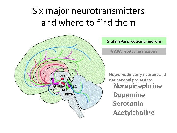 Six major neurotransmitters and where to find them Glutamate producing neurons GABA producing neurons