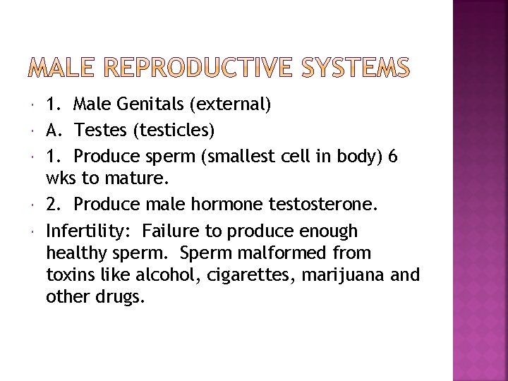  1. Male Genitals (external) A. Testes (testicles) 1. Produce sperm (smallest cell in