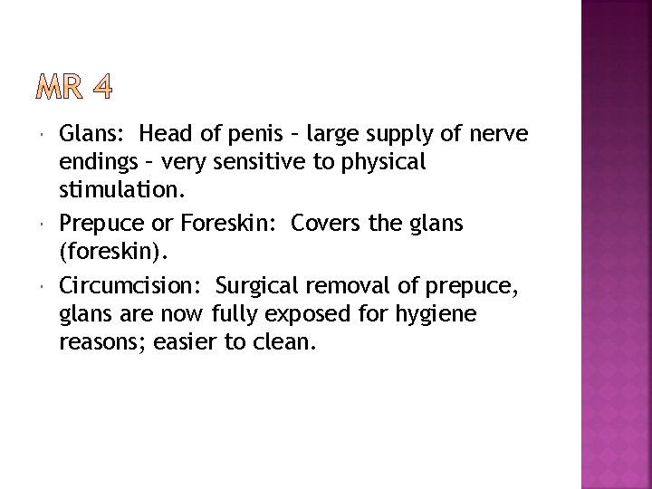  Glans: Head of penis – large supply of nerve endings – very sensitive