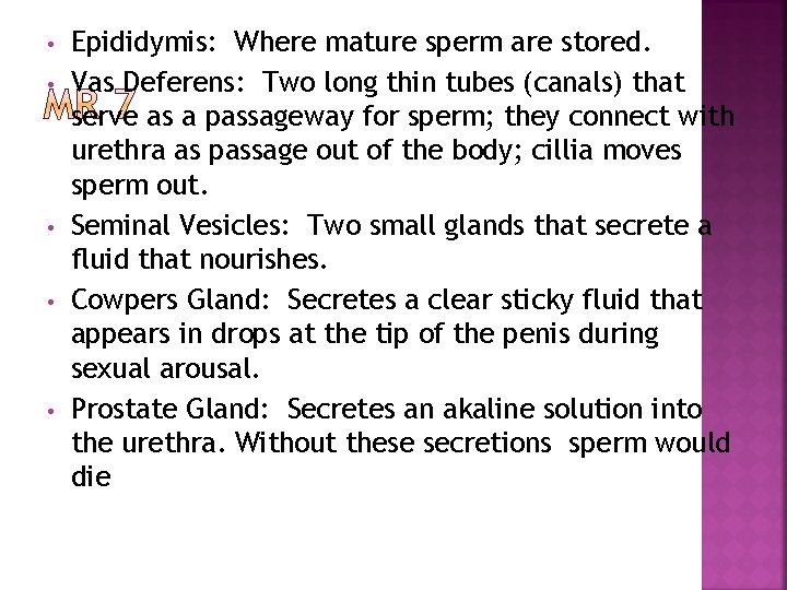  • • • Epididymis: Where mature sperm are stored. Vas Deferens: Two long