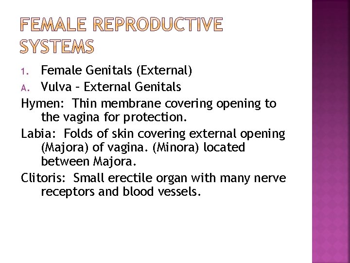 Female Genitals (External) A. Vulva – External Genitals Hymen: Thin membrane covering opening to